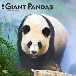 Giant Pandas | 2026 12 x 24 Inch (Hanging) Monthly Square Wall Calendar | Plastic-Free | BrownTrout | Wildlife Zoo Animals Bears