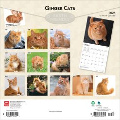 Alternative view of Ginger Cats | 2026 12 x 24 Inch (Hanging) Monthly Square Wall Calendar | Plastic-Free | BrownTrout | Animals Kittens Feline Pets