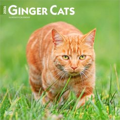 Ginger Cats | 2026 12 x 24 Inch (Hanging) Monthly Square Wall Calendar | Plastic-Free | BrownTrout | Animals Kittens Feline Pets