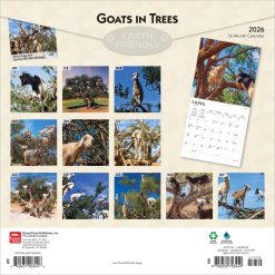 Alternative view of Goats in Trees | 2026 12 x 24 Inch (Hanging) Monthly Square Wall Calendar | Plastic-Free | BrownTrout | Domestic Funny Farm Animals