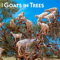 Goats in Trees | 2026 12 x 24 Inch (Hanging) Monthly Square Wall Calendar | Plastic-Free | BrownTrout | Domestic Funny Farm Animals