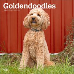 Goldendoodles | 2026 12 x 24 Inch (Hanging) Monthly Square Wall Calendar | Plastic-Free | BrownTrout | Animals Mixed Dog Breeds