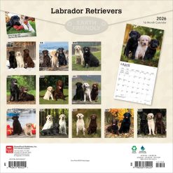 Alternative view of Labrador Retrievers | 2026 12 x 24 Inch (Hanging) Monthly Square Wall Calendar | Plastic-Free | BrownTrout | Animals Dog Breeds