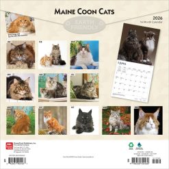 Alternative view of Maine Coon Cats | 2026 12 x 24 Inch (Hanging) Monthly Square Wall Calendar | Plastic-Free | BrownTrout | Animals Feline Kittens