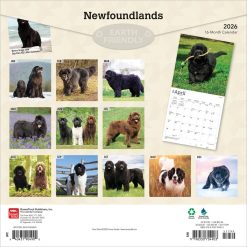 Alternative view of Newfoundlands | 2026 12 x 24 Inch (Hanging) Monthly Square Wall Calendar | Plastic-Free | BrownTrout | Animals Dog Breeds