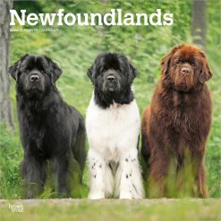 Newfoundlands | 2026 12 x 24 Inch (Hanging) Monthly Square Wall Calendar | Plastic-Free | BrownTrout | Animals Dog Breeds