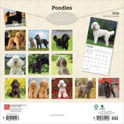 Alternative view of Poodles | 2026 12 x 24 Inch (Hanging) Monthly Square Wall Calendar | Plastic-Free | BrownTrout | Animals Dog Breeds