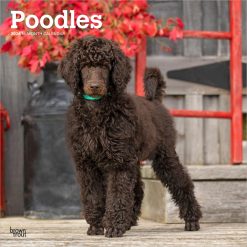 Poodles | 2026 12 x 24 Inch (Hanging) Monthly Square Wall Calendar | Plastic-Free | BrownTrout | Animals Dog Breeds