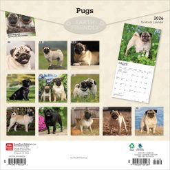 Alternative view of Pugs | 2026 12 x 24 Inch (Hanging) Monthly Square Wall Calendar | Plastic-Free | BrownTrout | Animals Dog Breeds