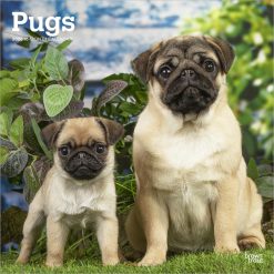 Pugs | 2026 12 x 24 Inch (Hanging) Monthly Square Wall Calendar | Plastic-Free | BrownTrout | Animals Dog Breeds