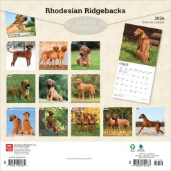 Alternative view of Rhodesian Ridgebacks | 2026 12 x 24 Inch (Hanging) Monthly Square Wall Calendar | Plastic-Free | BrownTrout | Animals Dog Breeds