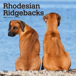 Rhodesian Ridgebacks | 2026 12 x 24 Inch (Hanging) Monthly Square Wall Calendar | Plastic-Free | BrownTrout | Animals Dog Breeds
