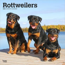 Rottweilers | 2026 12 x 24 Inch (Hanging) Monthly Square Wall Calendar | Plastic-Free | BrownTrout | Animals Dog Breeds