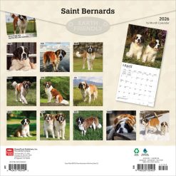 Alternative view of Saint Bernards | 2026 12 x 24 Inch (Hanging) Monthly Square Wall Calendar | Plastic-Free | BrownTrout | Animals Dog Breeds