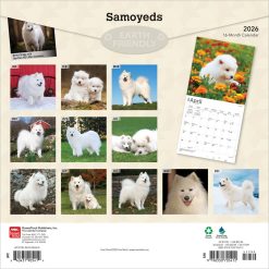Alternative view of Samoyeds | 2026 12 x 24 Inch (Hanging) Monthly Square Wall Calendar | Plastic-Free | BrownTrout | Animals Dog Breeds