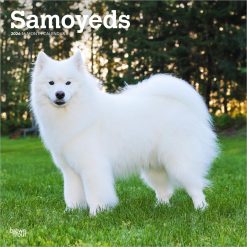 Samoyeds | 2026 12 x 24 Inch (Hanging) Monthly Square Wall Calendar | Plastic-Free | BrownTrout | Animals Dog Breeds