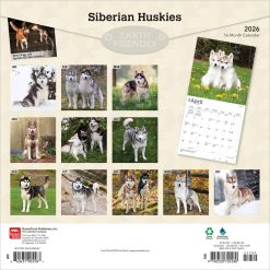 Alternative view of Siberian Huskies | 2026 12 x 24 Inch (Hanging) Monthly Square Wall Calendar | Plastic-Free | BrownTrout | Animal Dog Breeds