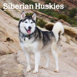 Siberian Huskies | 2026 12 x 24 Inch (Hanging) Monthly Square Wall Calendar | Plastic-Free | BrownTrout | Animal Dog Breeds