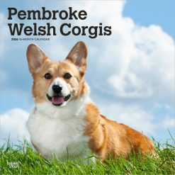 Pembroke Welsh Corgis | 2026 12 x 24 Inch (Hanging) Monthly Square Wall Calendar | Plastic-Free | BrownTrout | Animals Dog Breeds