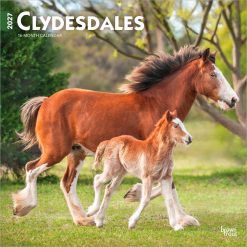 Alternative view of Clydesdales 2027 Square