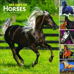 365 Days of Horses 2027 Square