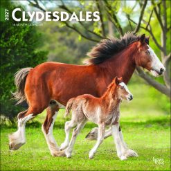 Clydesdales 2027 Square