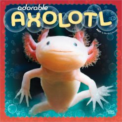 Adorable Axolotl 2027 Square Wall Calendar
