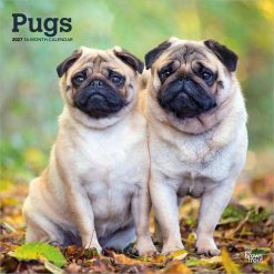 Pugs 2027 Square Wall Calendar