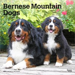 Bernese Mountain Dogs 2027 Square Wall Calendar