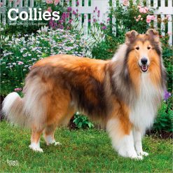 Collies 2027 Square Wall Calendar