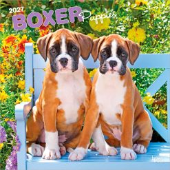 Boxer Puppies 2027 Square Wall Calendar