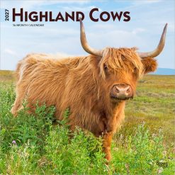 Highland Cows 2027 Square