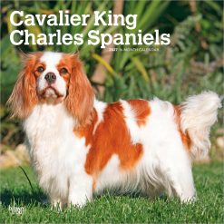 Cavalier King Charles Spaniels 2027 Square Wall Calendar
