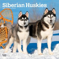 Siberian Huskies 2027 Square Wall Calendar