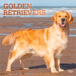 Golden Retrievers 2027 Square FOIL Wall Calendar