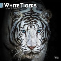 White Tigers 2027 Square