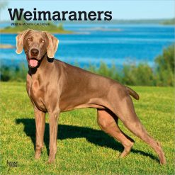 Weimaraners 2027 Square Wall Calendar