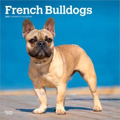 French Bulldogs 2027 Square Wall Calendar