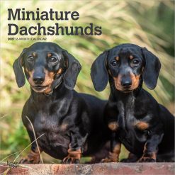 Dachshunds, Miniature 2027 Square Wall Calendar