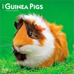 Guinea Pigs 2027 Square