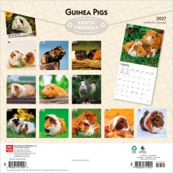 Alternative view of Guinea Pigs 2027 Square