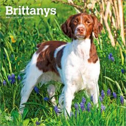 Brittanys 2027 Square Wall Calendar