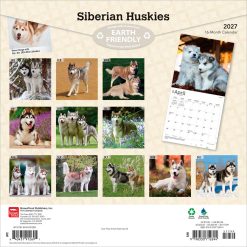 Alternative view of Siberian Huskies 2027 Square Wall Calendar