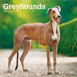 Greyhounds 2027 Square Wall Calendar