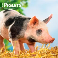 Piglets 2027 Square
