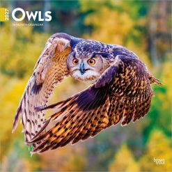 Owls 2027 Square