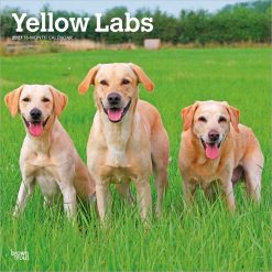 Labrador Retrievers, Yellow 2027 Square Wall Calendar