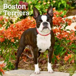 Boston Terriers 2027 Square Wall Calendar