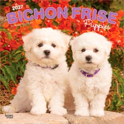 Bichon Frise Puppies 2027 Square Wall Calendar