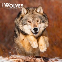 Wolves 2027 Square